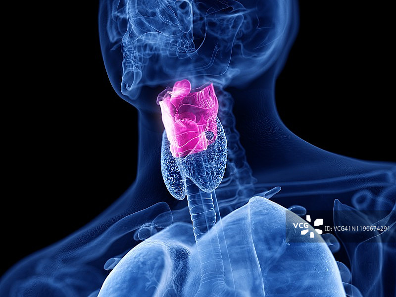 人类喉部图示图片素材
