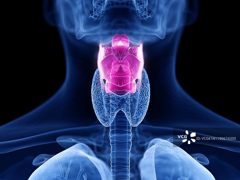 人类喉部图示图片素材