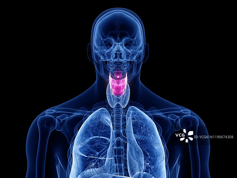 人类喉部图示图片素材