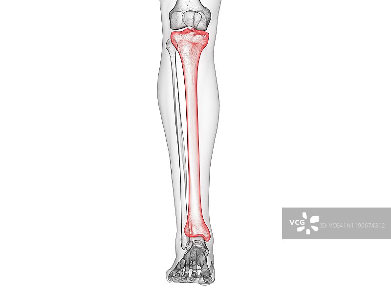 胫骨插画图片素材