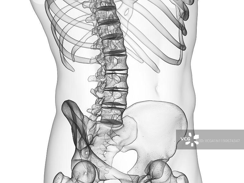 腰椎插图图片素材