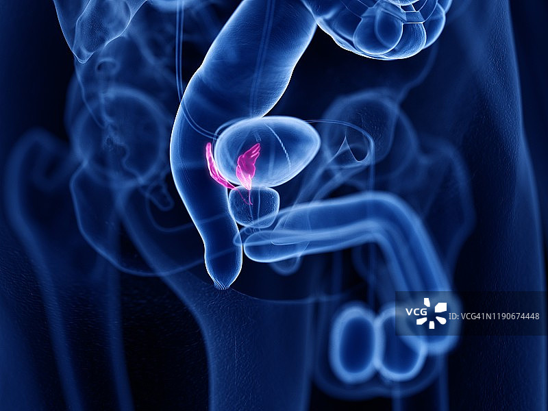 精囊插图图片素材