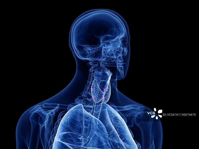 甲状旁腺图示图片素材