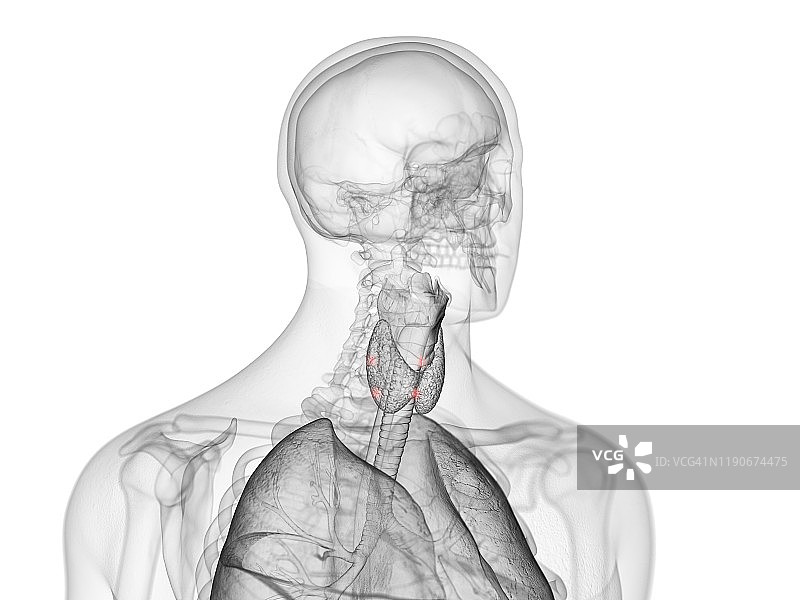 甲状旁腺图示图片素材