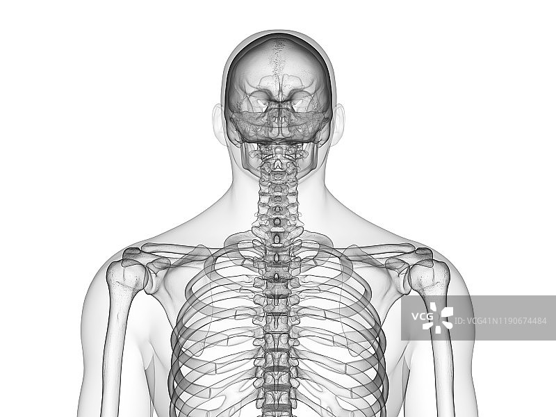 上半身骨骼结构图图片素材