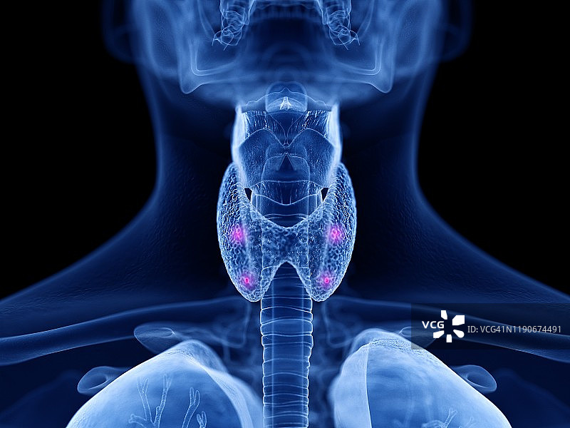 甲状旁腺图示图片素材