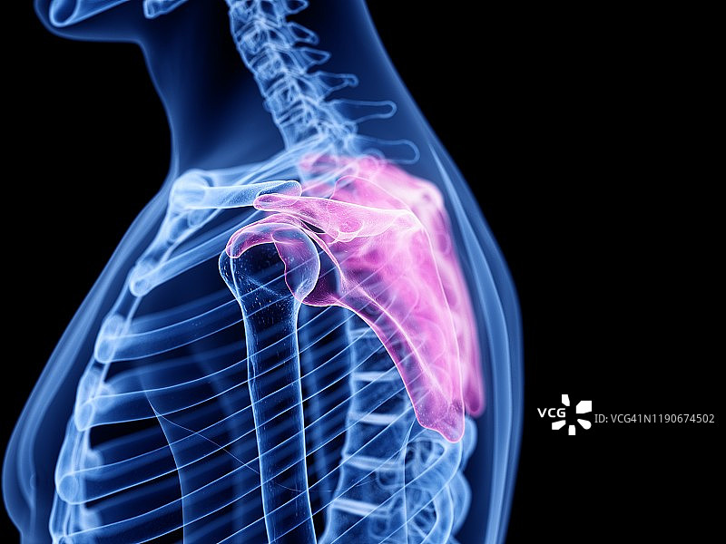 肩胛骨图示图片素材