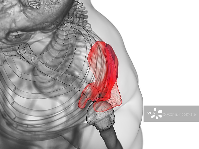 肩胛骨图示图片素材