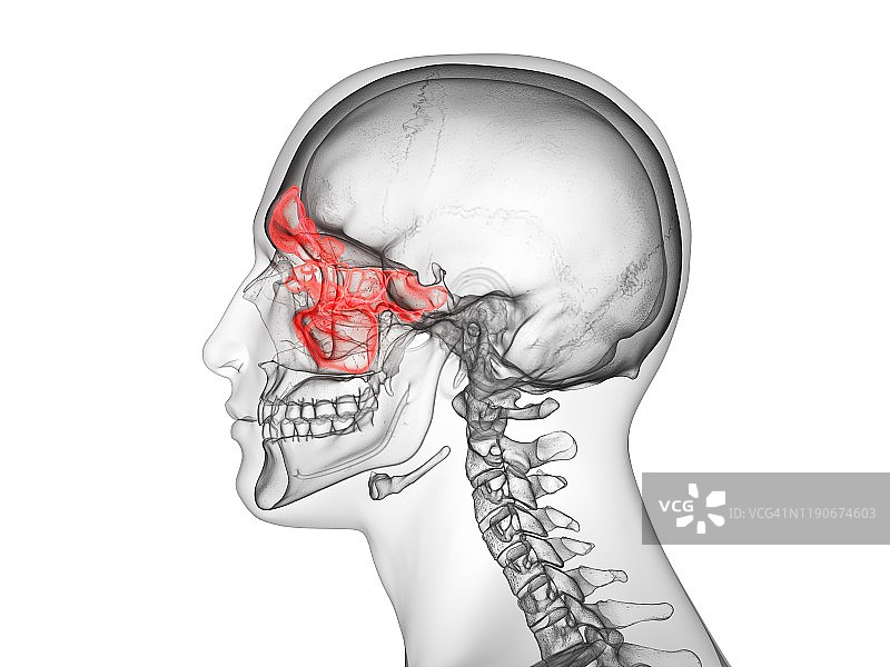鼻窦图示图片素材