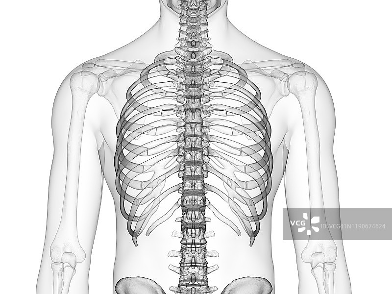 胸骨插图图片素材