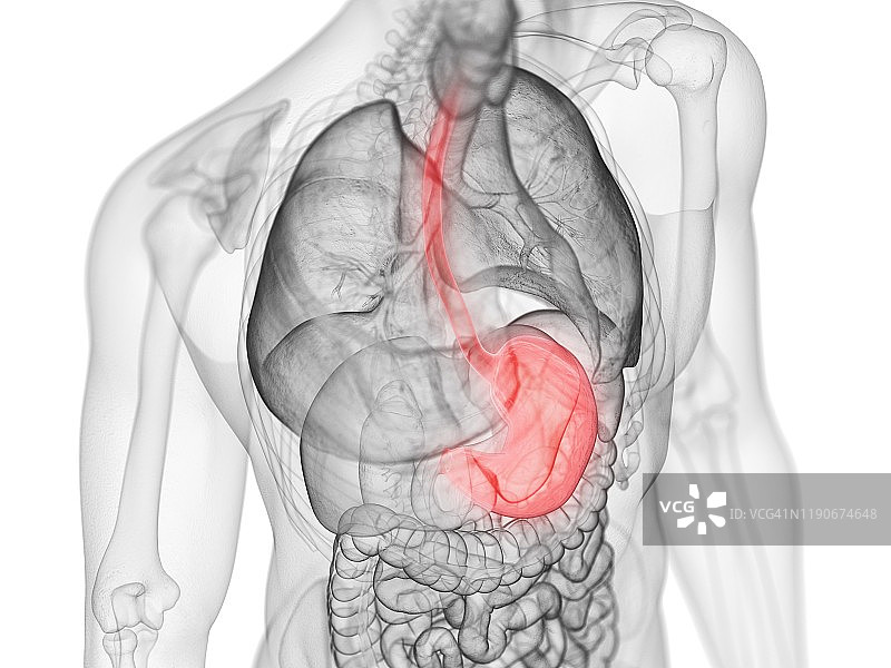 胃、插图图片素材