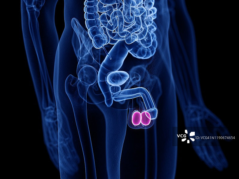 睾丸插图图片素材