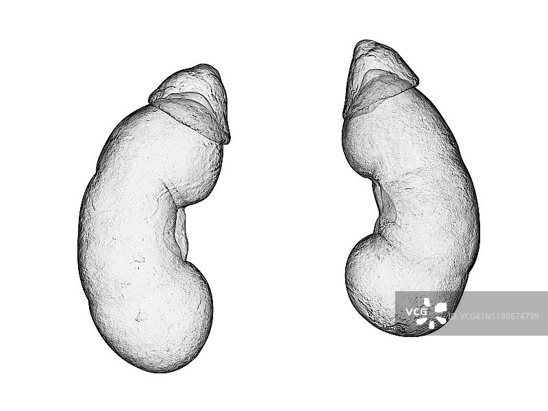 肾脏，图示图片素材