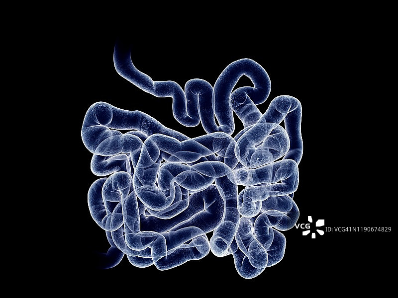 小肠、插图图片素材