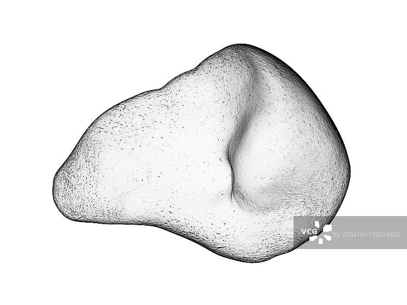 脾脏，图示图片素材