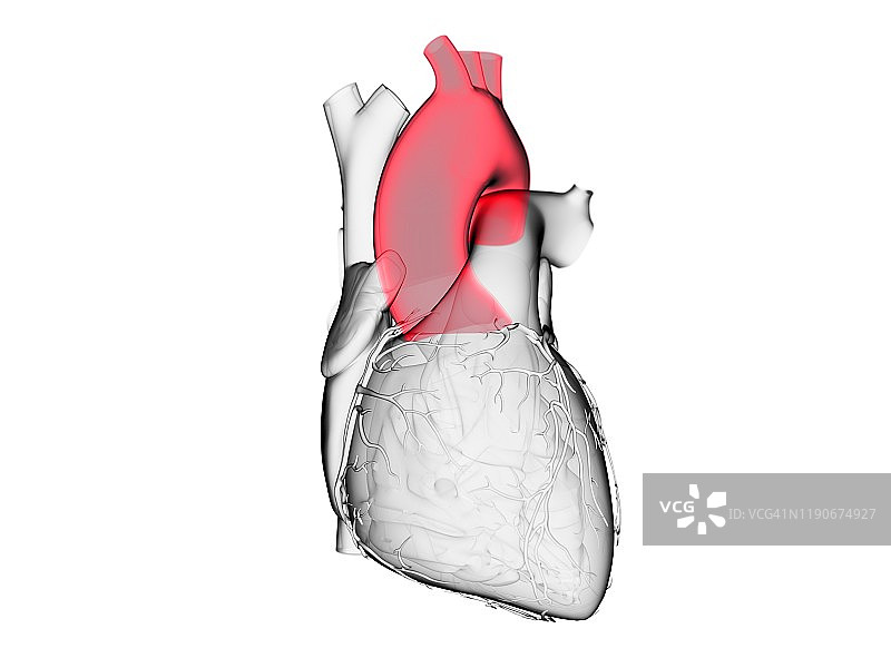 主动脉图示图片素材
