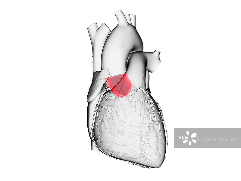 主动脉瓣结构图图片素材