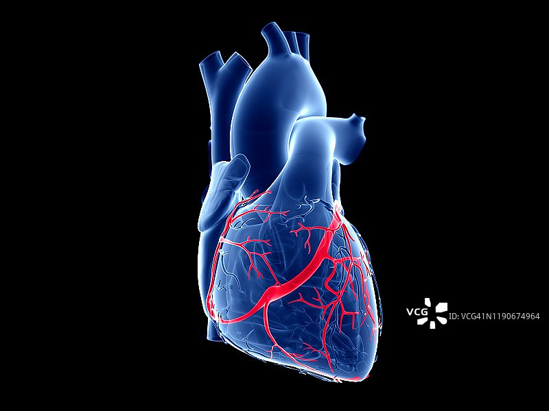 冠状静脉图示图片素材