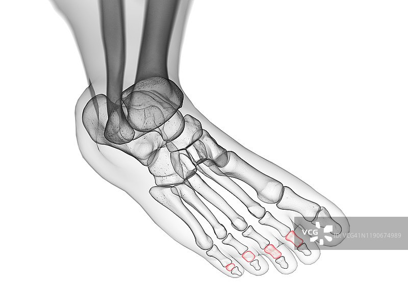 中节指骨插图图片素材