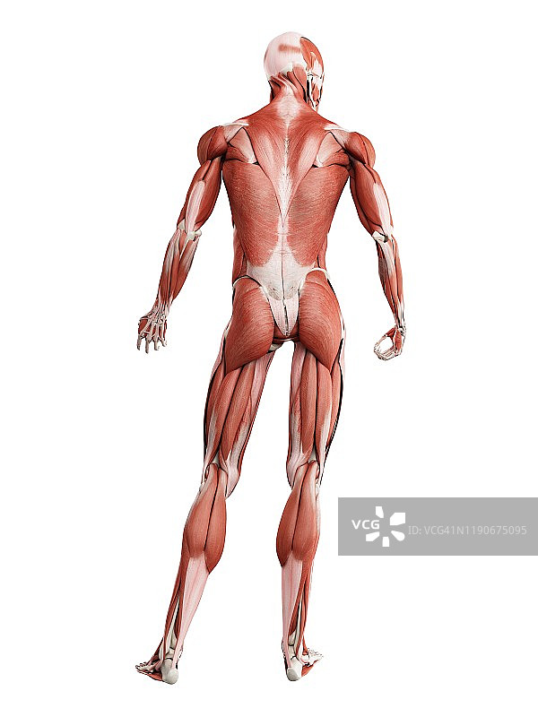 男性肌肉组织图图片素材