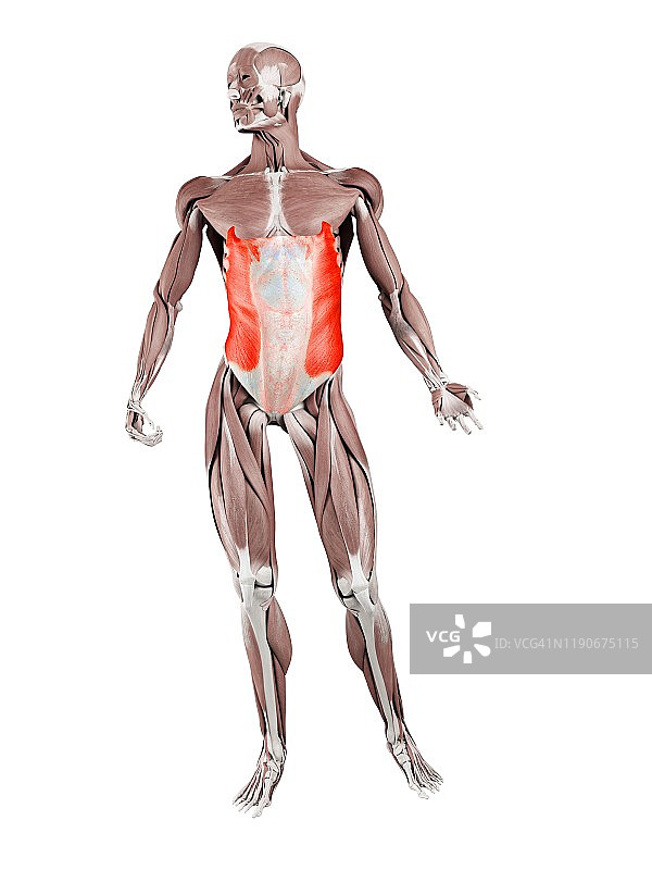腹外斜肌图示图片素材