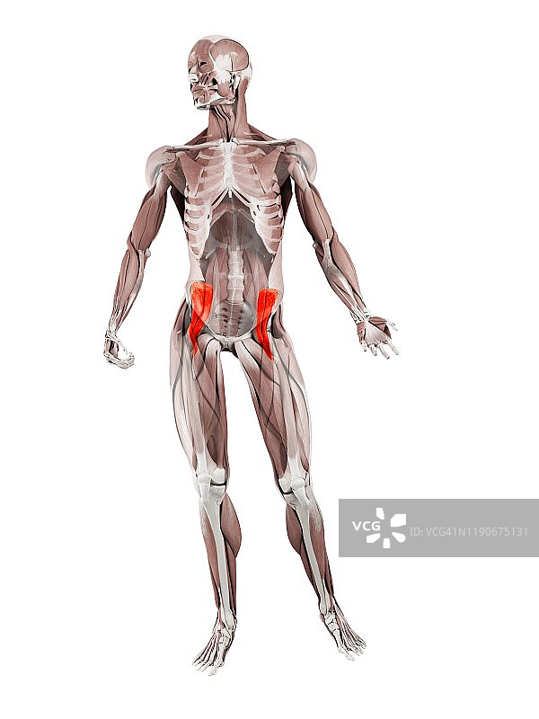 髂腰肌插图图片素材