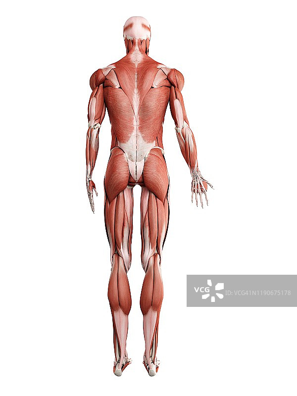 男性肌肉组织图图片素材