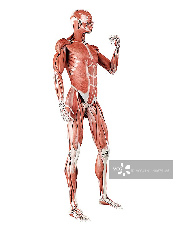 男性肌肉组织图图片素材
