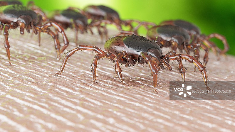 人体皮肤上的蜱虫插图图片素材