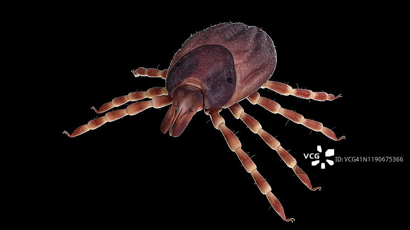 玻眼蜱插图图片素材