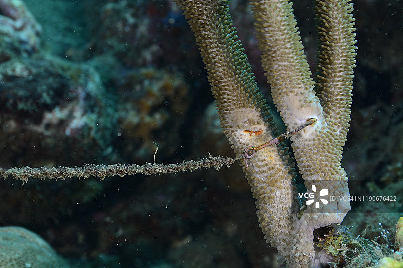 珊瑚上的渔具图片素材