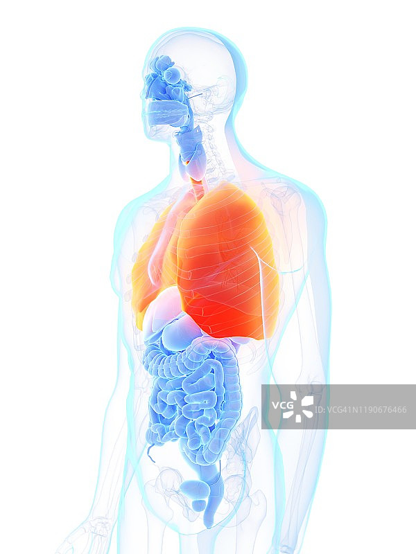 肺、插图图片素材