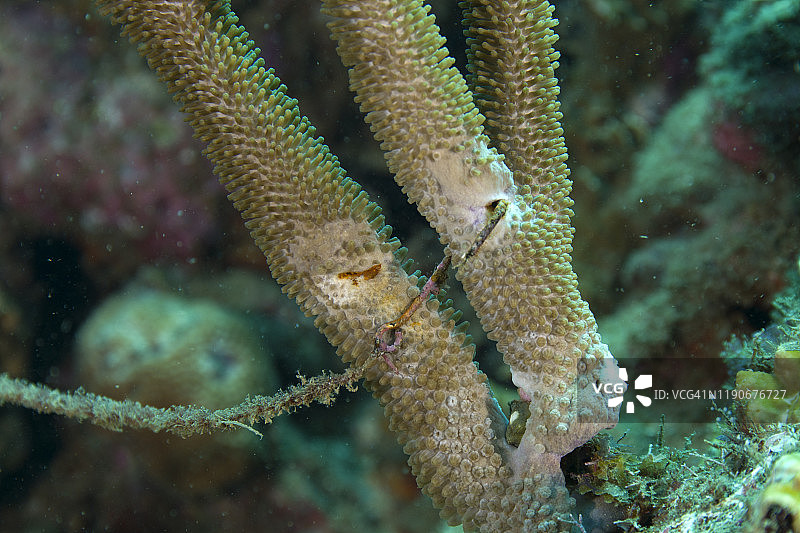 珊瑚上的渔具图片素材