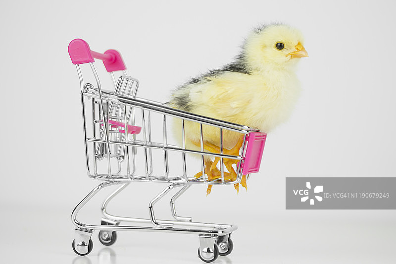 购物车里的小鸡图片素材