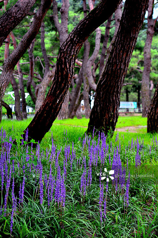 韩国堤川市森林中的阔叶山麦冬图片素材