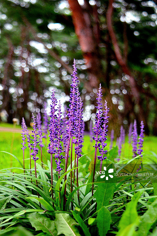 韩国堤川市森林中的阔叶山麦冬图片素材