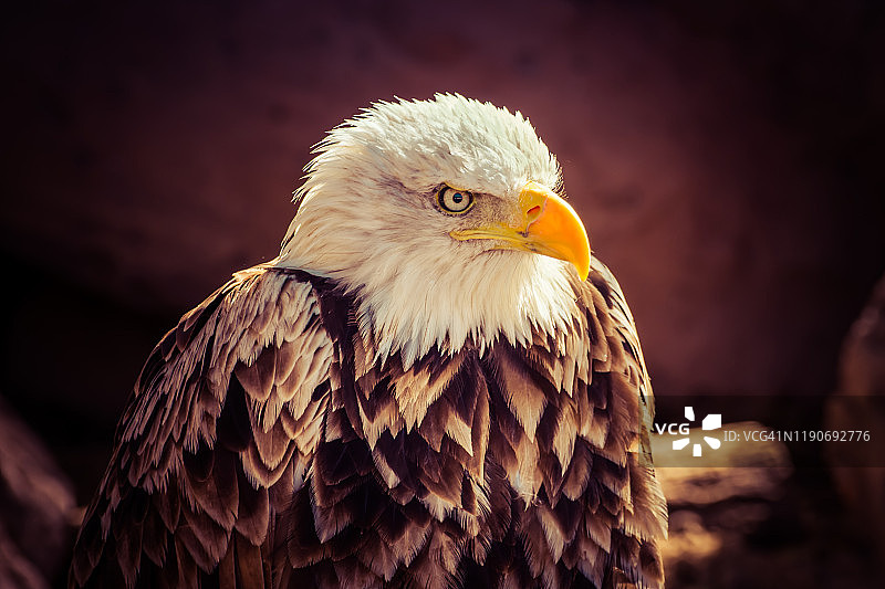 雄鹰头部特写图片素材