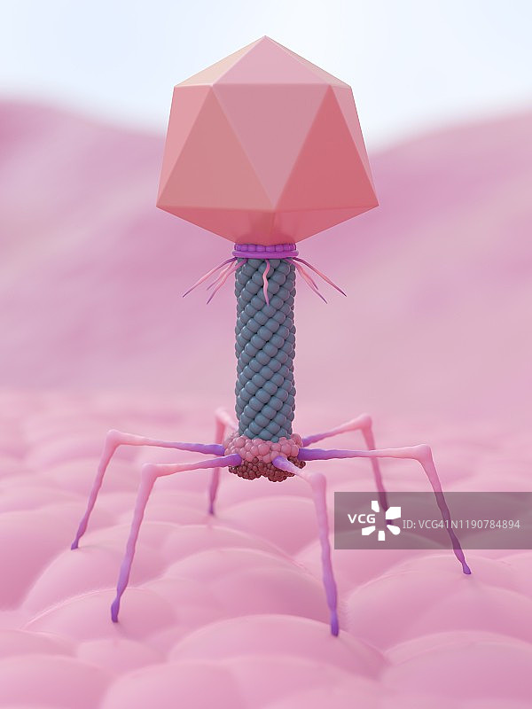 噬菌体插图图片素材