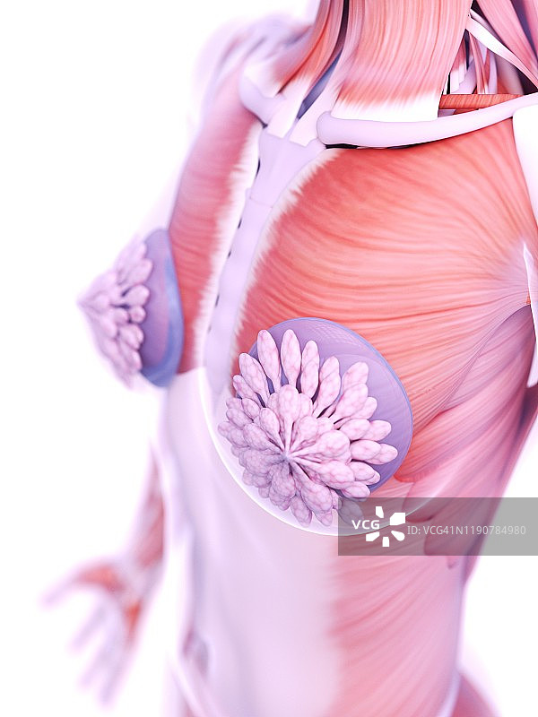 隆胸植入物插图图片素材