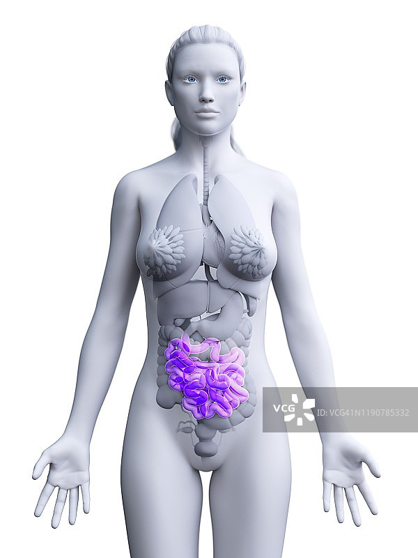 小肠、插图图片素材