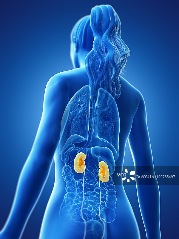 肾脏，图示图片素材