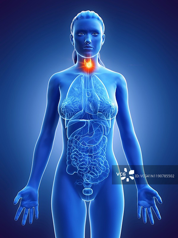 甲状腺癌概念图图片素材