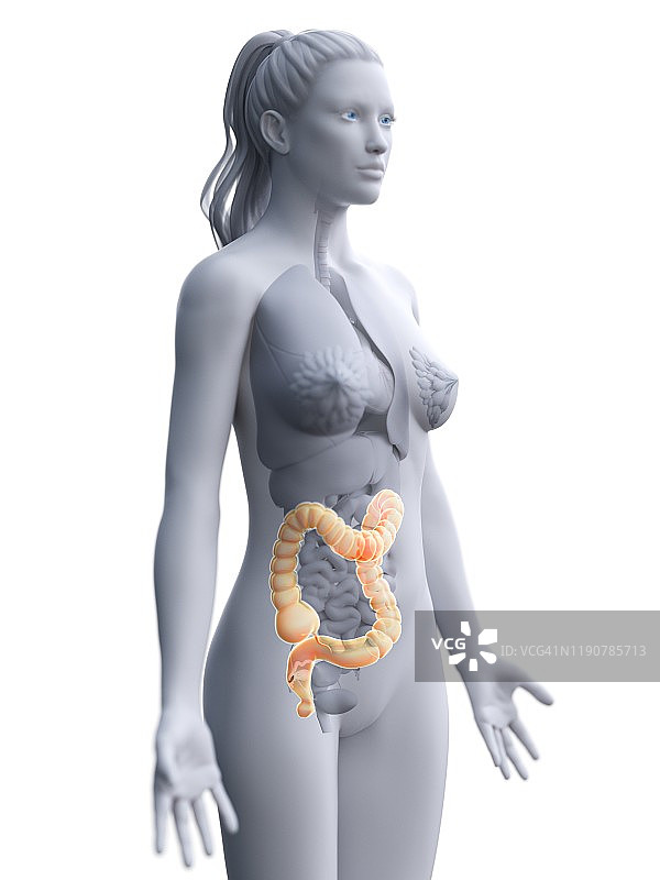 大肠、插图图片素材