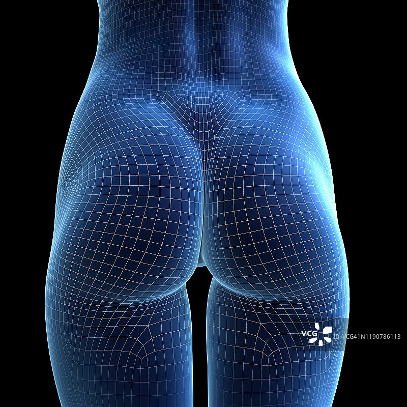 女性臀部，插图图片素材