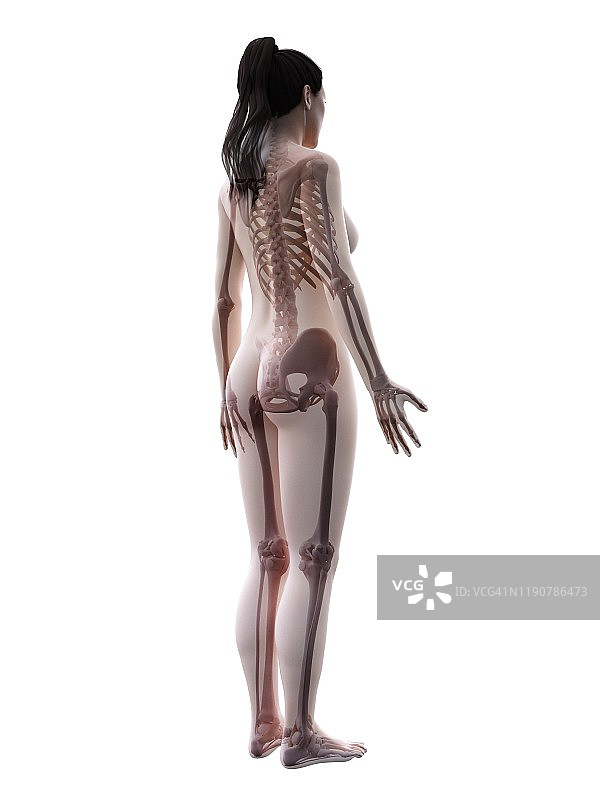 女性骨骼插画图片素材