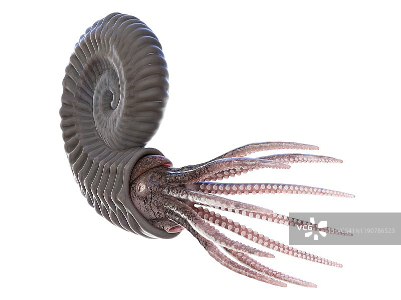 菊石插图图片素材