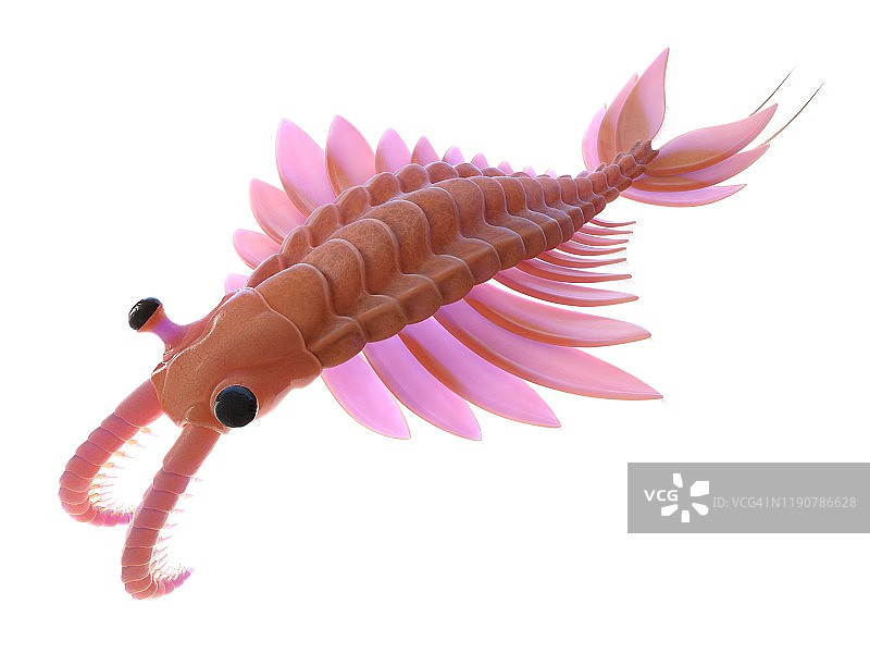 奇虾插画图片素材