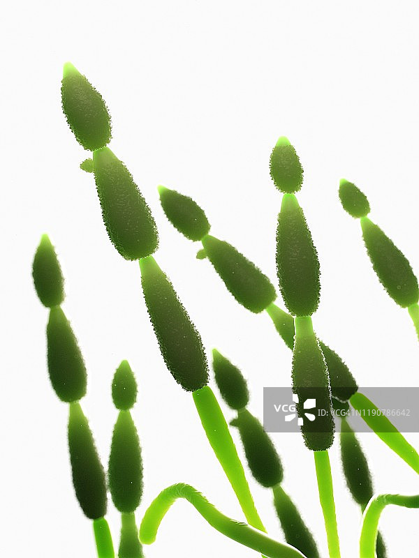 链格孢属真菌插图图片素材