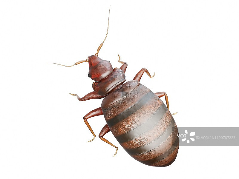 臭虫插画图片素材