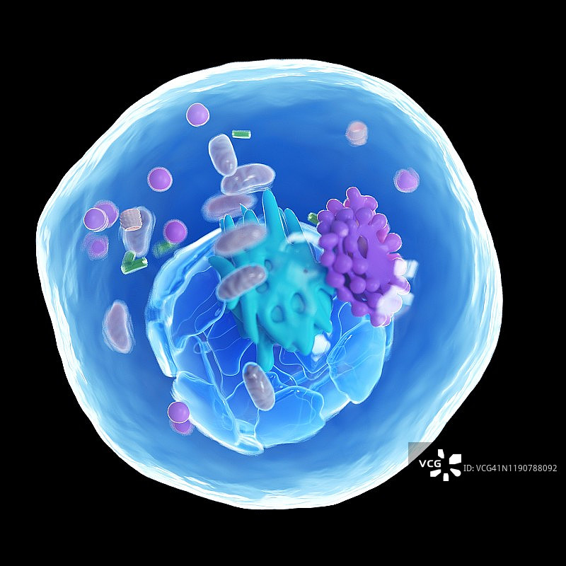 动物细胞图示图片素材
